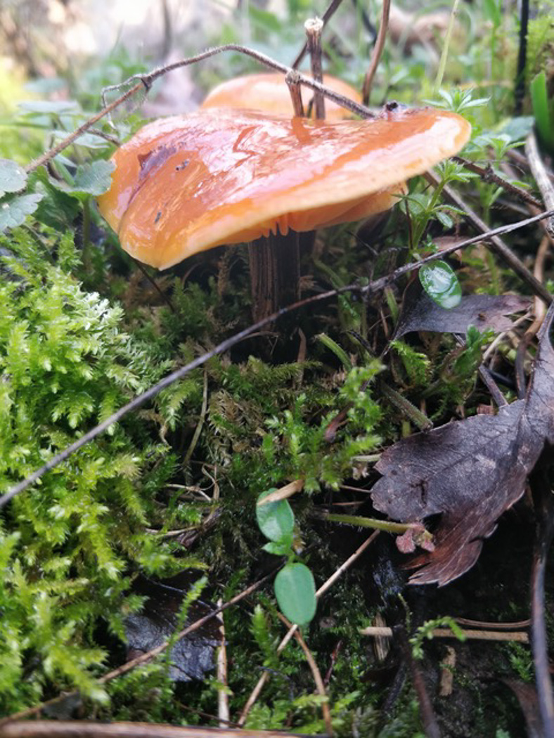 Photo by Bob Simpson Flammulina velutipes by Bob Simpson